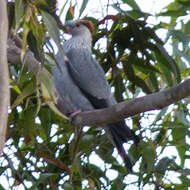Image of Topknot Pigeons