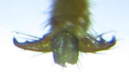 Image of Cephalcia abietis (Linnaeus 1758)