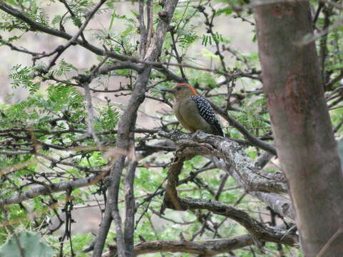 Image of Red-crowned Woodpecker