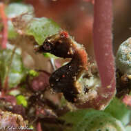 Image of Pontoh`s Pygmy Seahorse