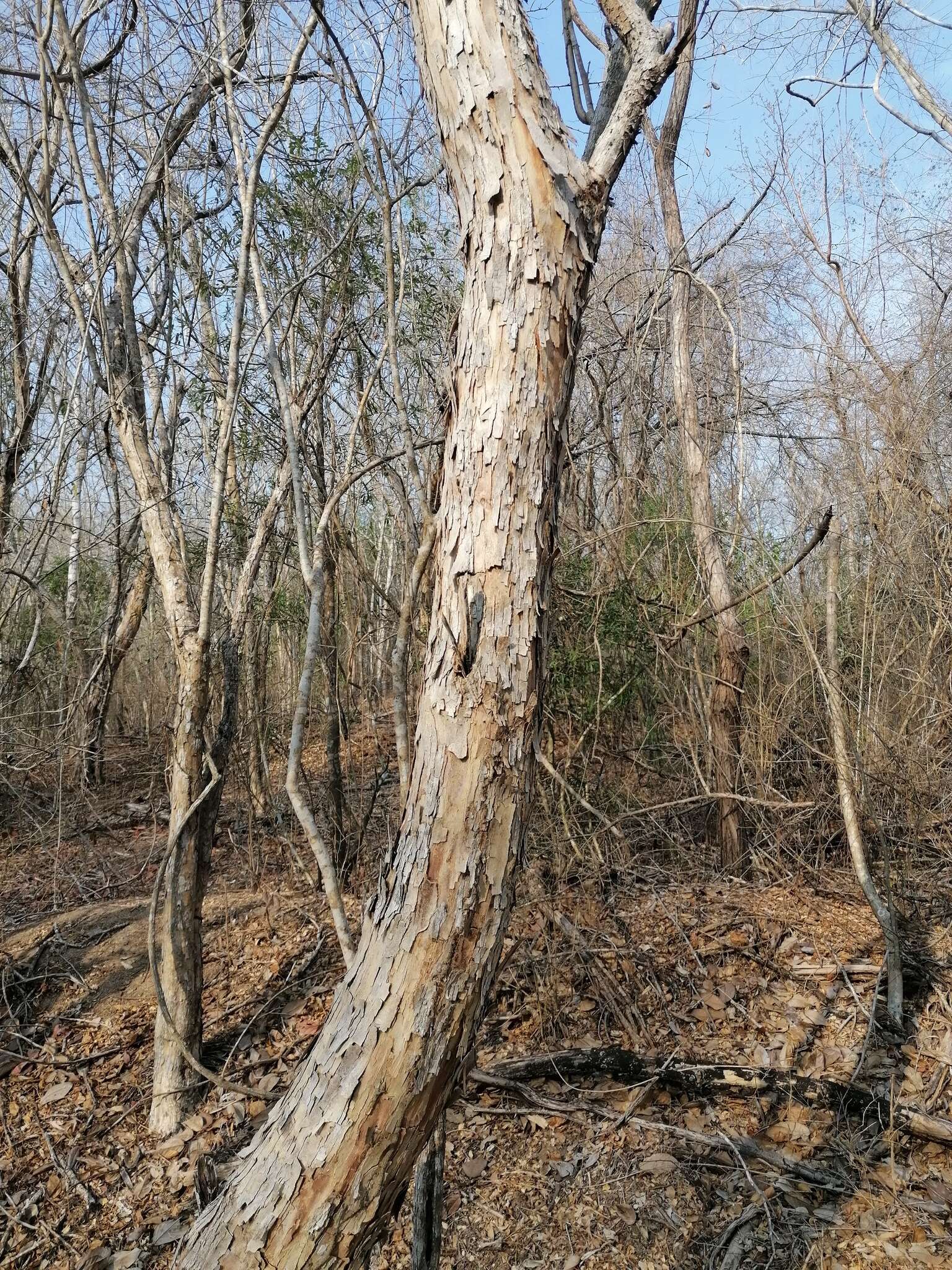 Image of Pterocarpus acapulcensis Rose