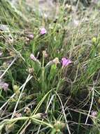 Image of <i>Agalinis <i>maritima</i></i> var. maritima