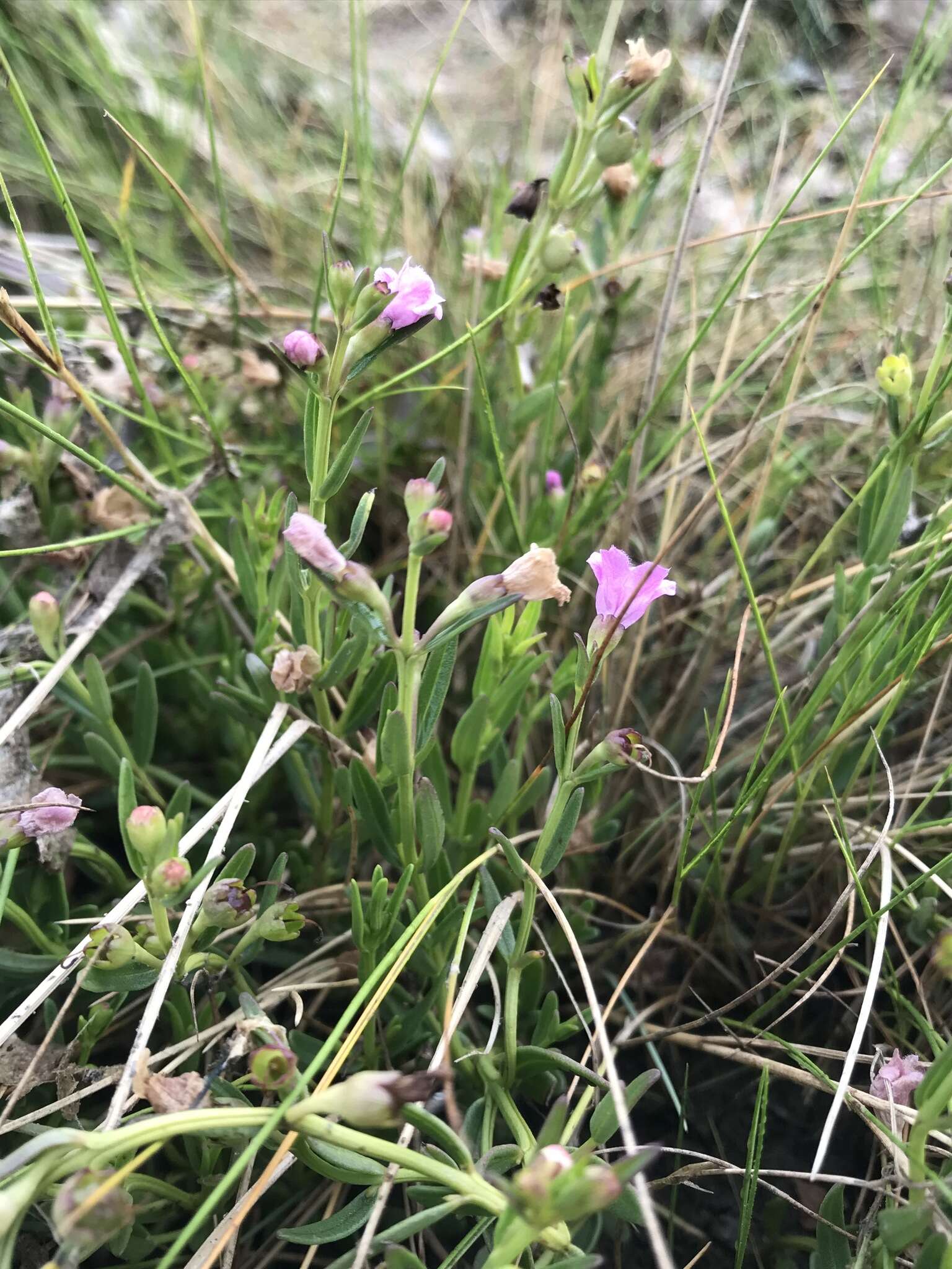 Image of <i>Agalinis <i>maritima</i></i> var. maritima