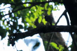 Image of Malabar Woodshrike