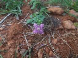 Image of Corynandra felina (L. fil.) Cochrane & Iltis