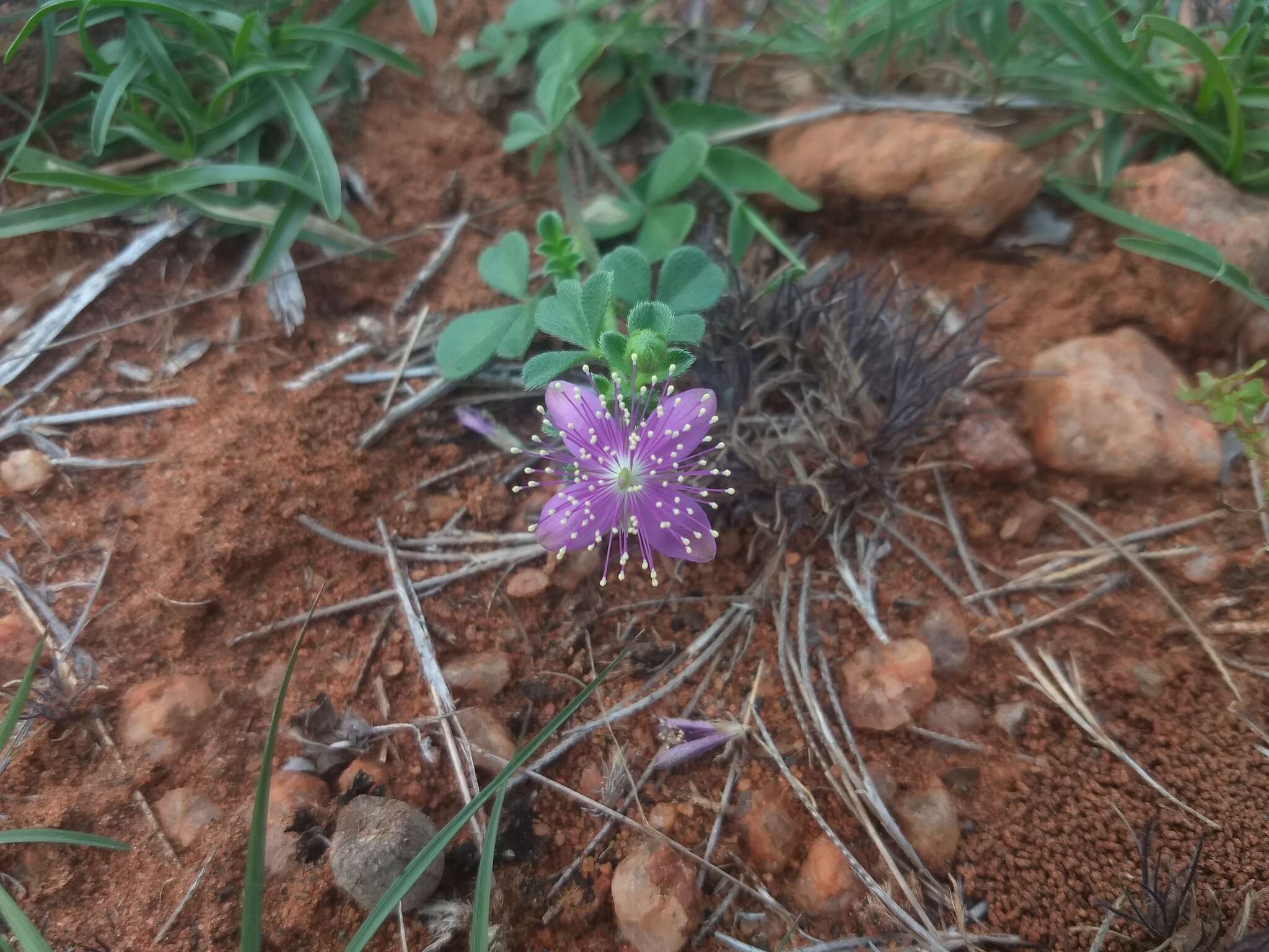 Image of Corynandra felina (L. fil.) Cochrane & Iltis