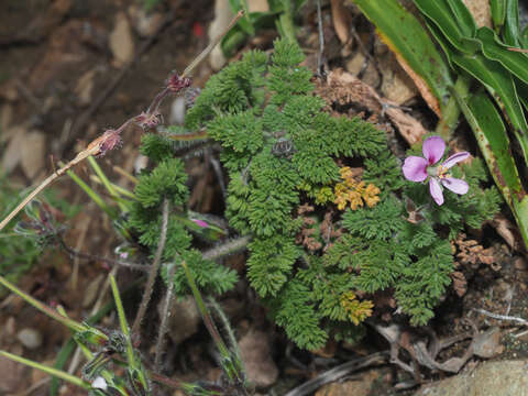 Image of Pelargonium hirtum (Burm. fil.) Jacq.