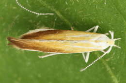 Coleophora saturatella Stainton 1850的圖片