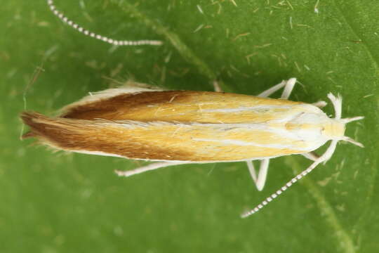 Imagem de Coleophora saturatella Stainton 1850