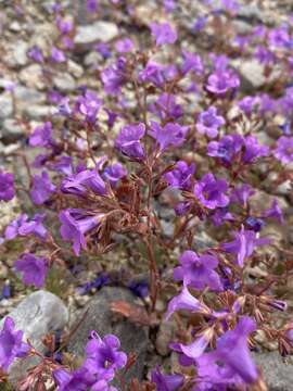 Phacelia pulchella var. gooddingii (Brand) J. T. Howell resmi