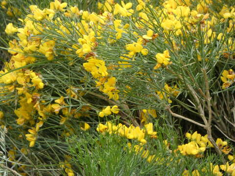 Imagem de Genista radiata (L.) Scop.