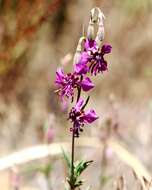 Plancia ëd Clarkia virgata Greene