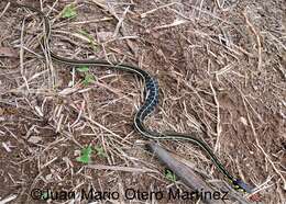 Thamnophis pulchrilatus (Cope 1885)的圖片