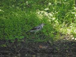 Image of Red-billed Starling