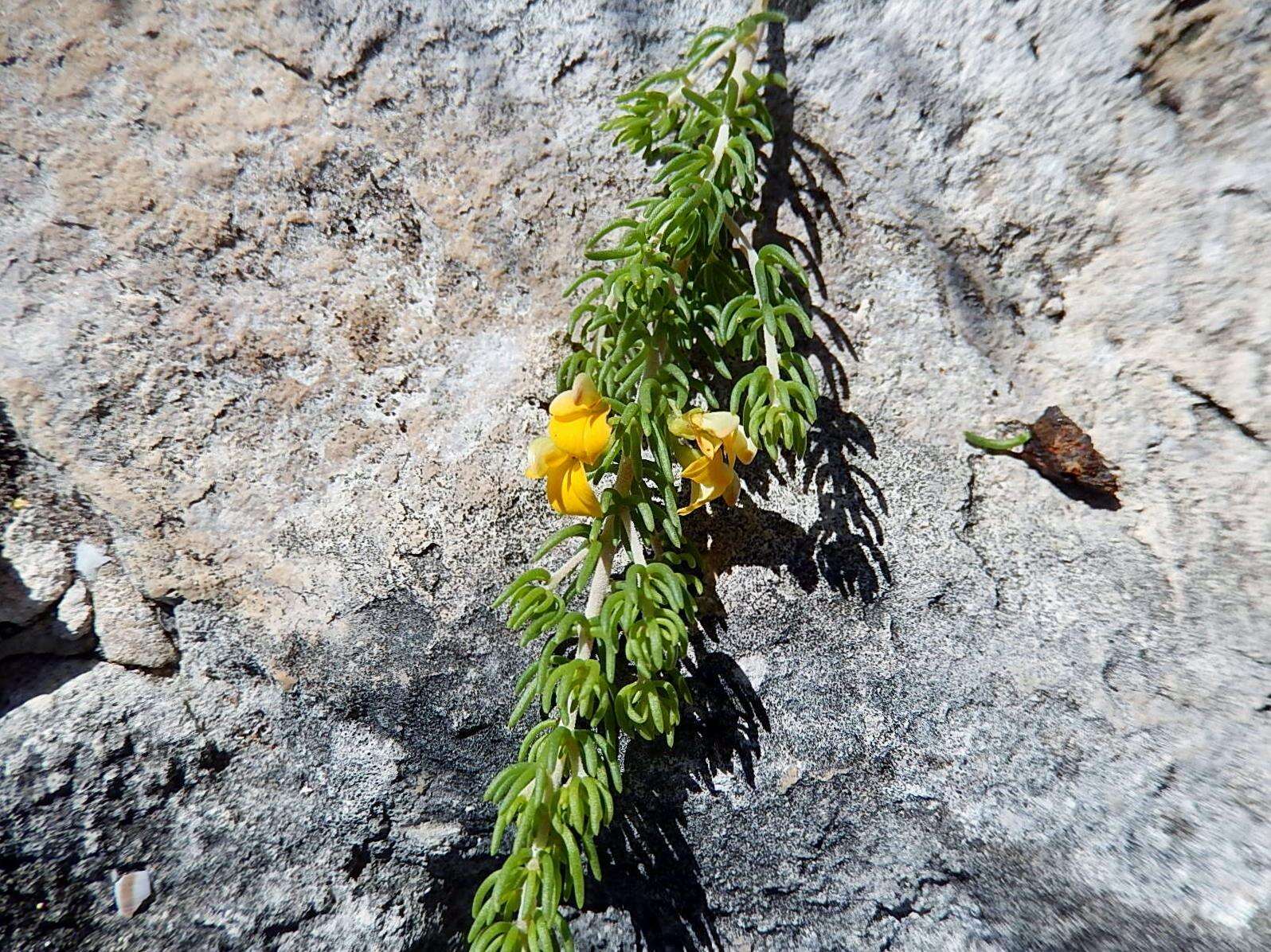 Plancia ëd Aspalathus sanguinea subsp. foliosa R. Dahlgren