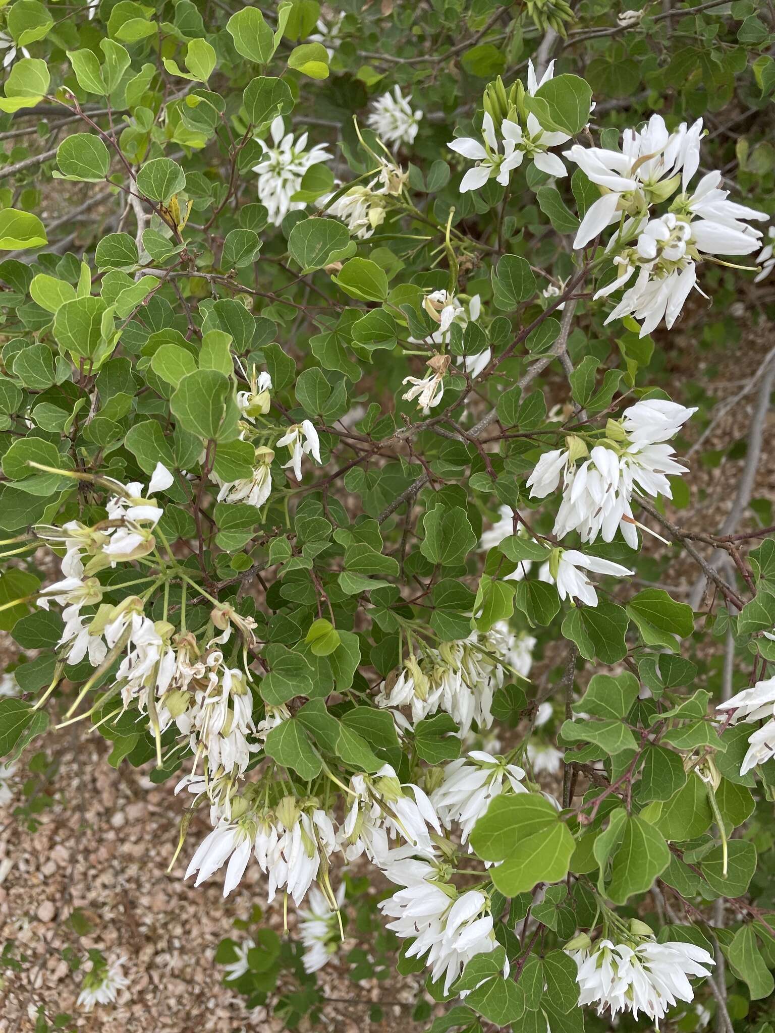 Plancia ëd Bauhinia macranthera Hemsl.