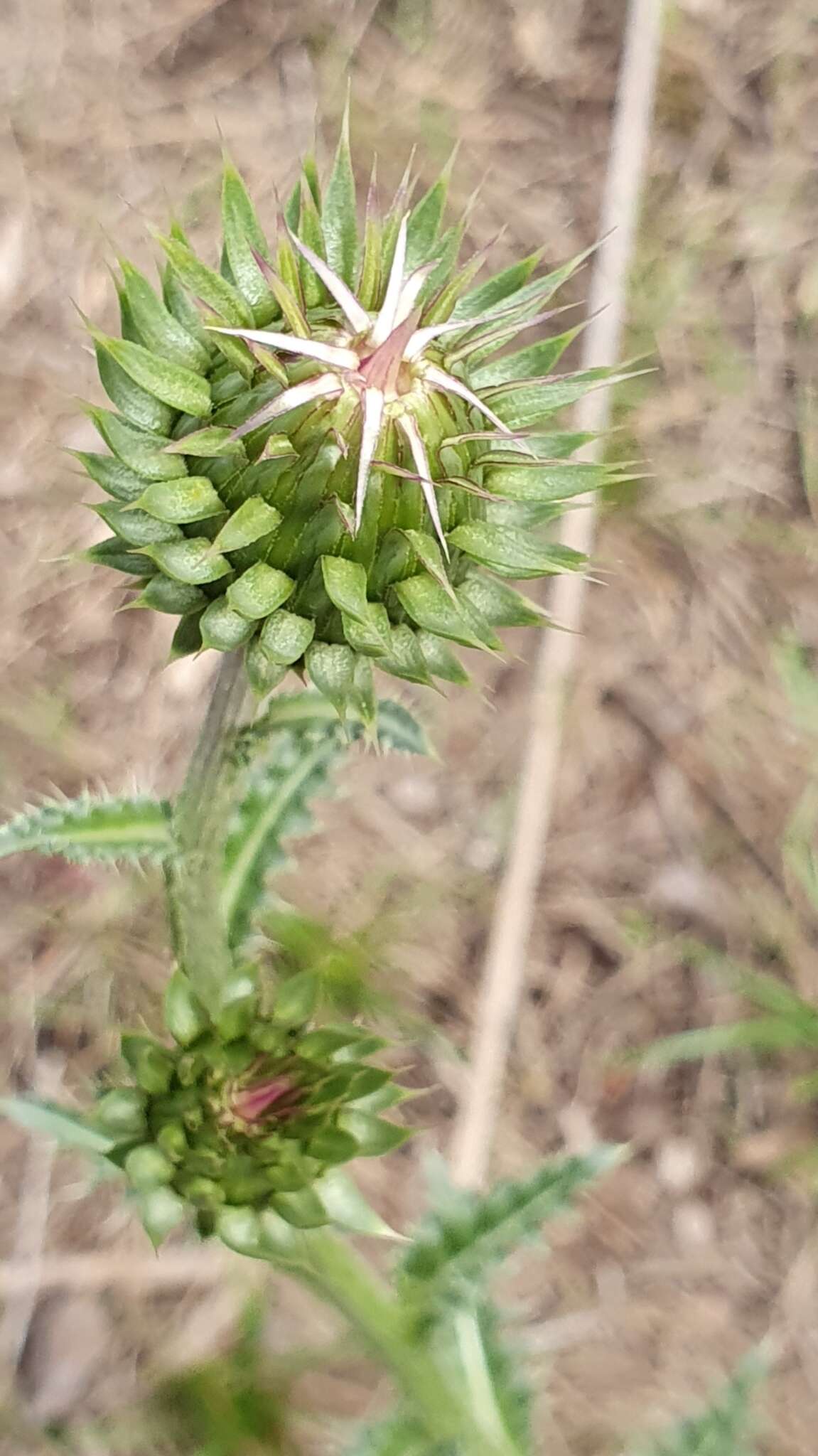 Plancia ëd Carduus macrocephalus Desf.