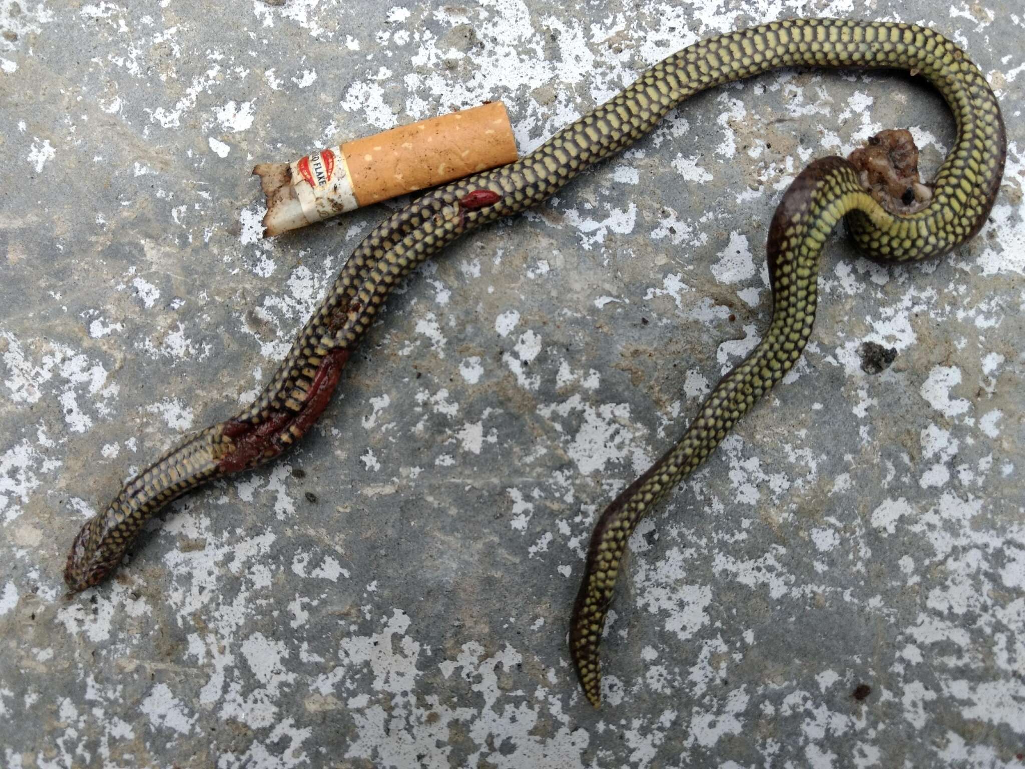 Image of Travancore Hills Thorntail Snake