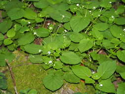 Image of small enchanter's nightshade