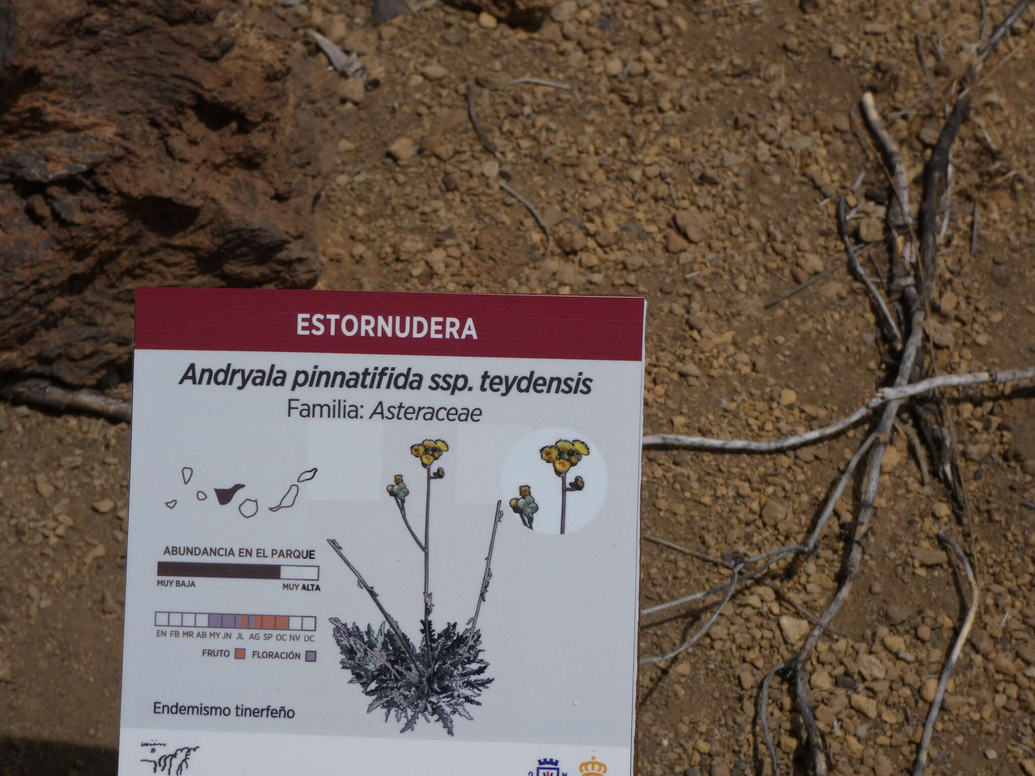 Image of Andryala pinnatifida subsp. teydensis (Sch. Bip.) S. Rivas-Martínez et al.