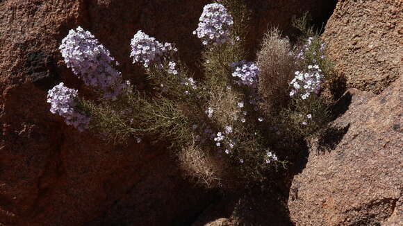 Слика од Jamesbrittenia ramosissima (Hiern) O. M. Hilliard