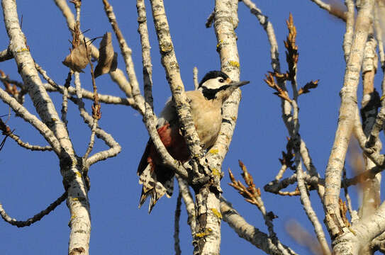 Imagem de Dendrocopos major hispanus (Schluter 1908)