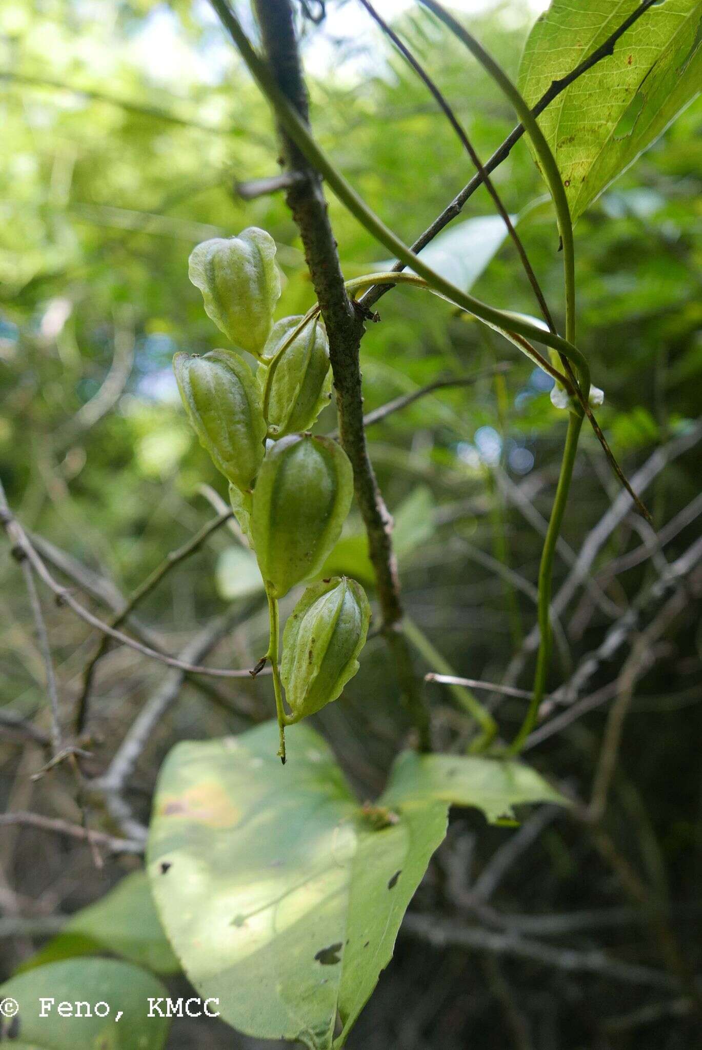 Image of Dioscorea buckleyana Wilkin