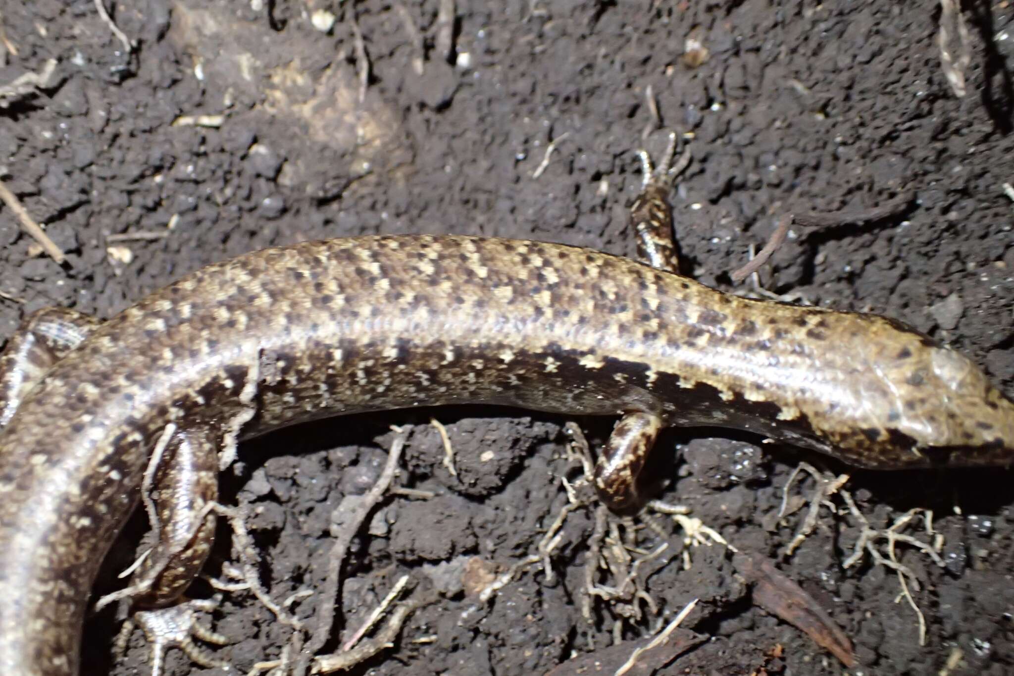 Image of Mokohinau skink