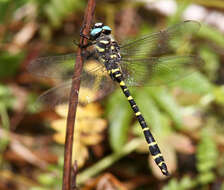 Image of Cordulegaster diadema Selys 1868