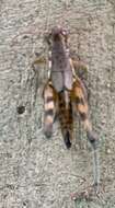 Image of Arid Lands Spur-Throat Grasshopper