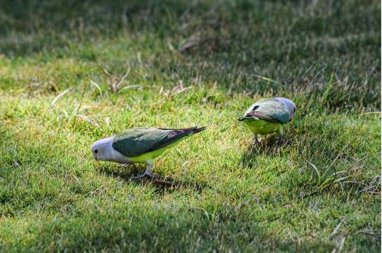 Image of Grey-headed Lovebird