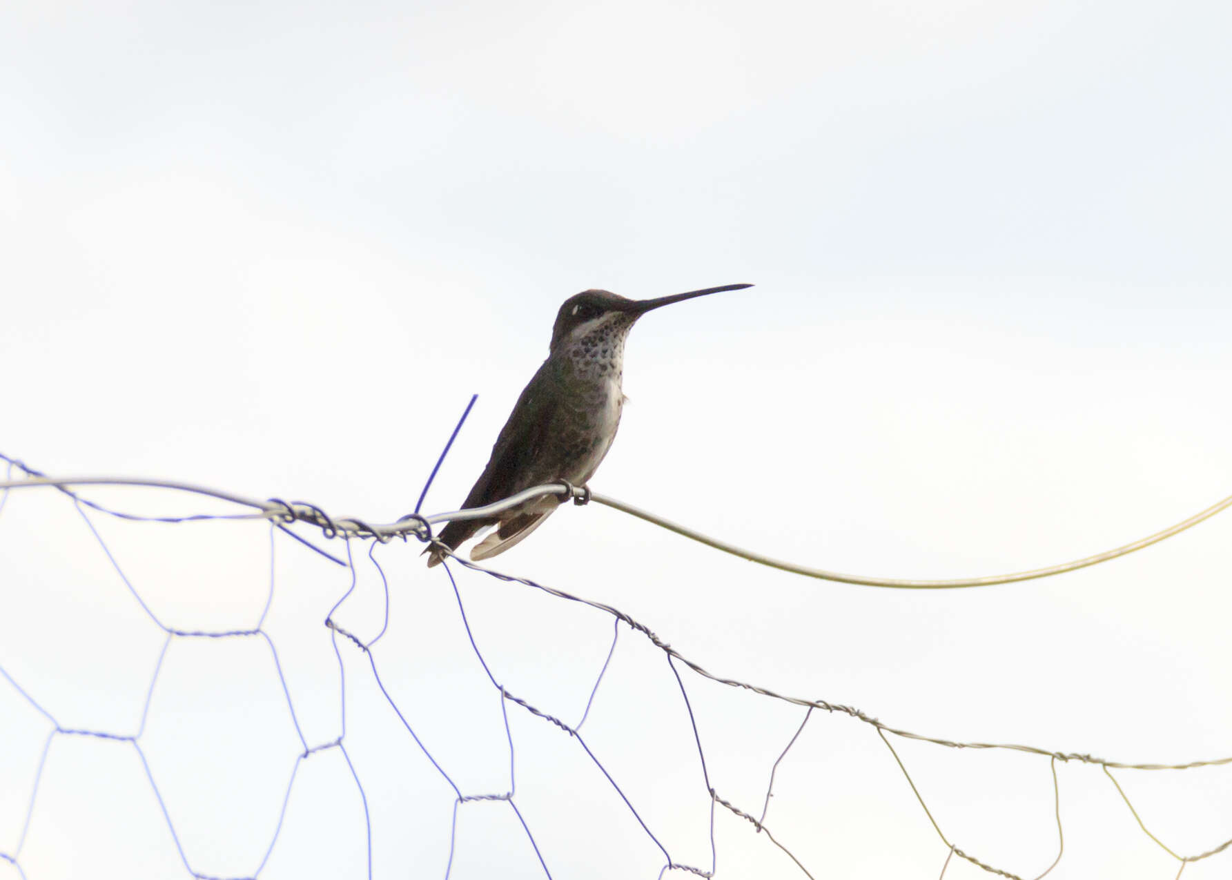 Image of Stripe-breasted Starthroat