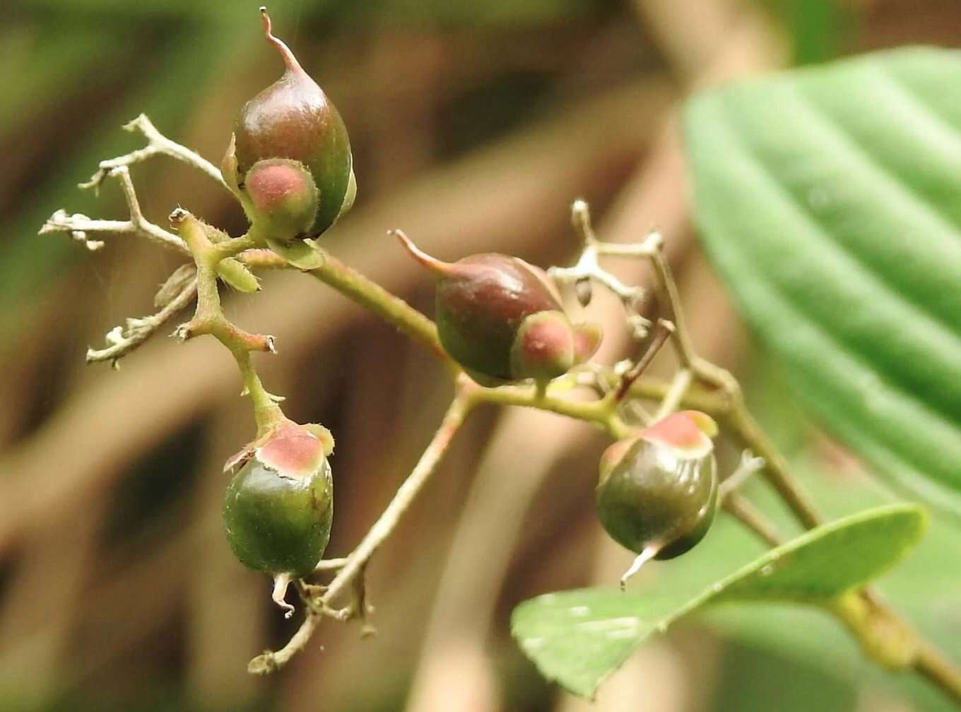 Image of Tetracera sarmentosa (L.) Vahl