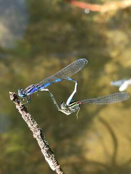 Image of Little Bluet