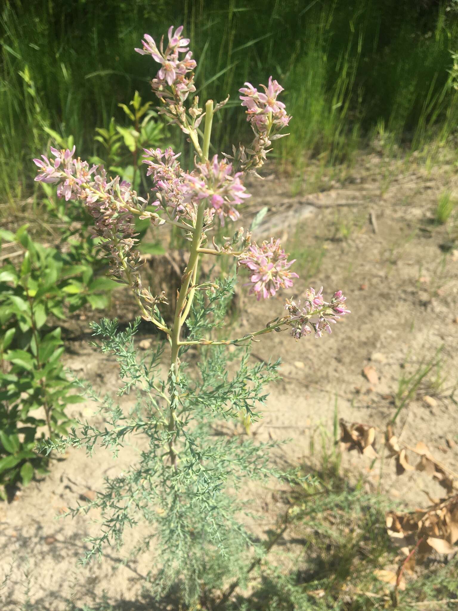 صورة Myricaria longifolia (Willd.) Ehrenb.