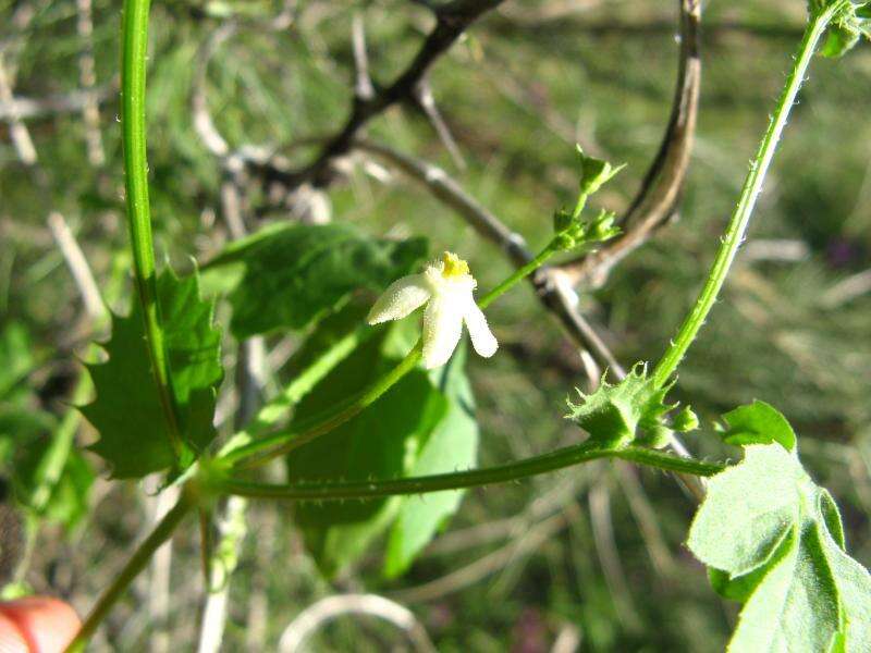 Sivun Dactyliandra welwitschii Hook. fil. kuva