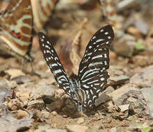 Graphium macareus (Godart 1819) resmi