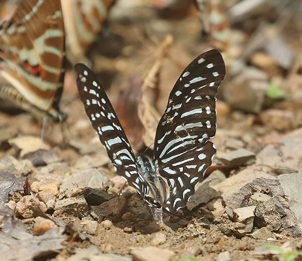 Sivun Graphium macareus (Godart 1819) kuva