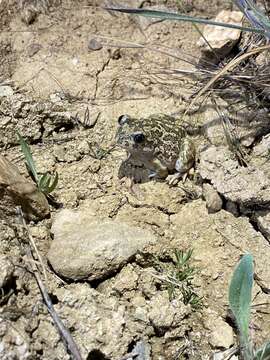 Image of Iberian Spadefoot Toad