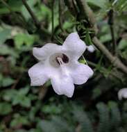 Strobilanthes helictus T. Anders. resmi