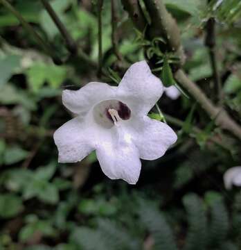 Image of Strobilanthes helictus T. Anders.