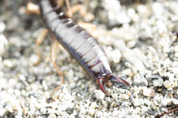 Image of Maritime earwig