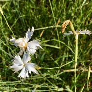 صورة Dianthus mooiensis F. N. Williams