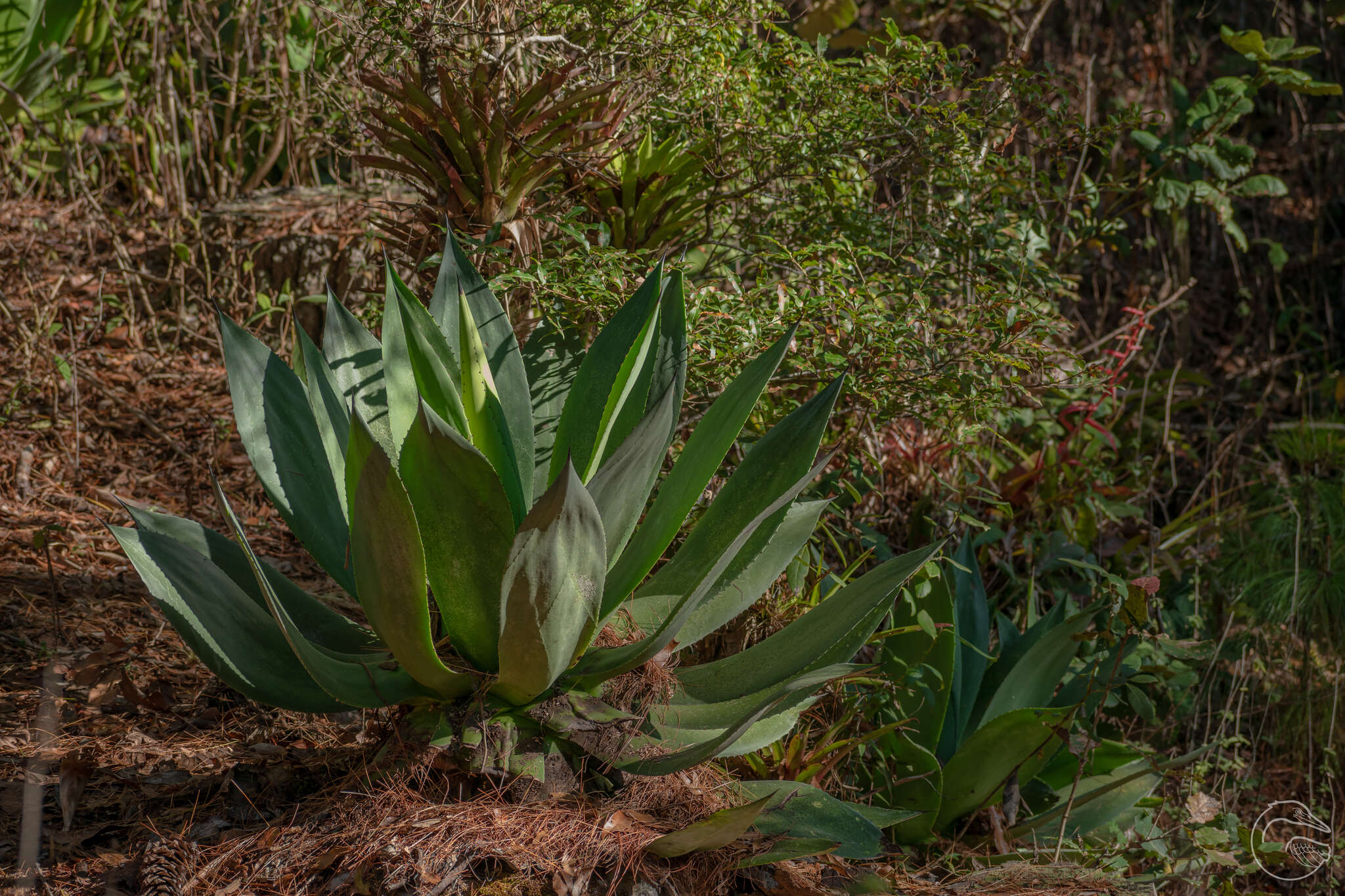 Image of Chamula agave