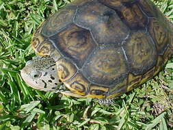 Image of Malaclemys terrapin tequesta Schwartz 1955