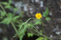 Image of Melampodium cupulatum A. Gray