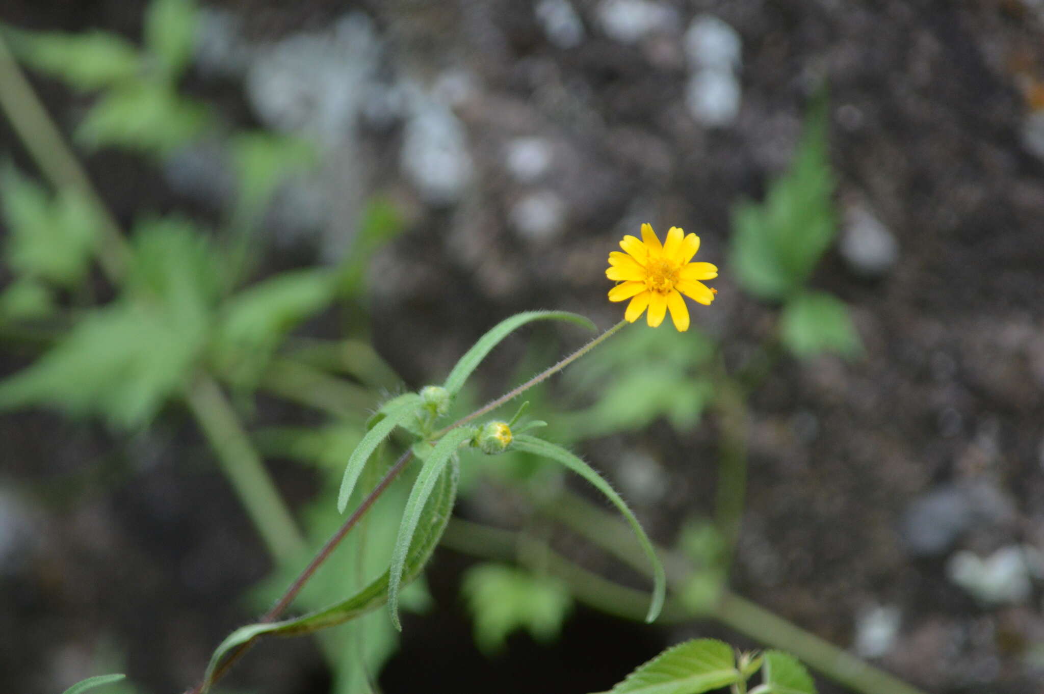 Image of Melampodium cupulatum A. Gray