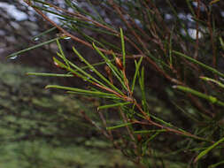 Image of broom honeymyrtle