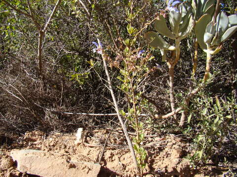 Salvia chamelaeagnea Berg. resmi