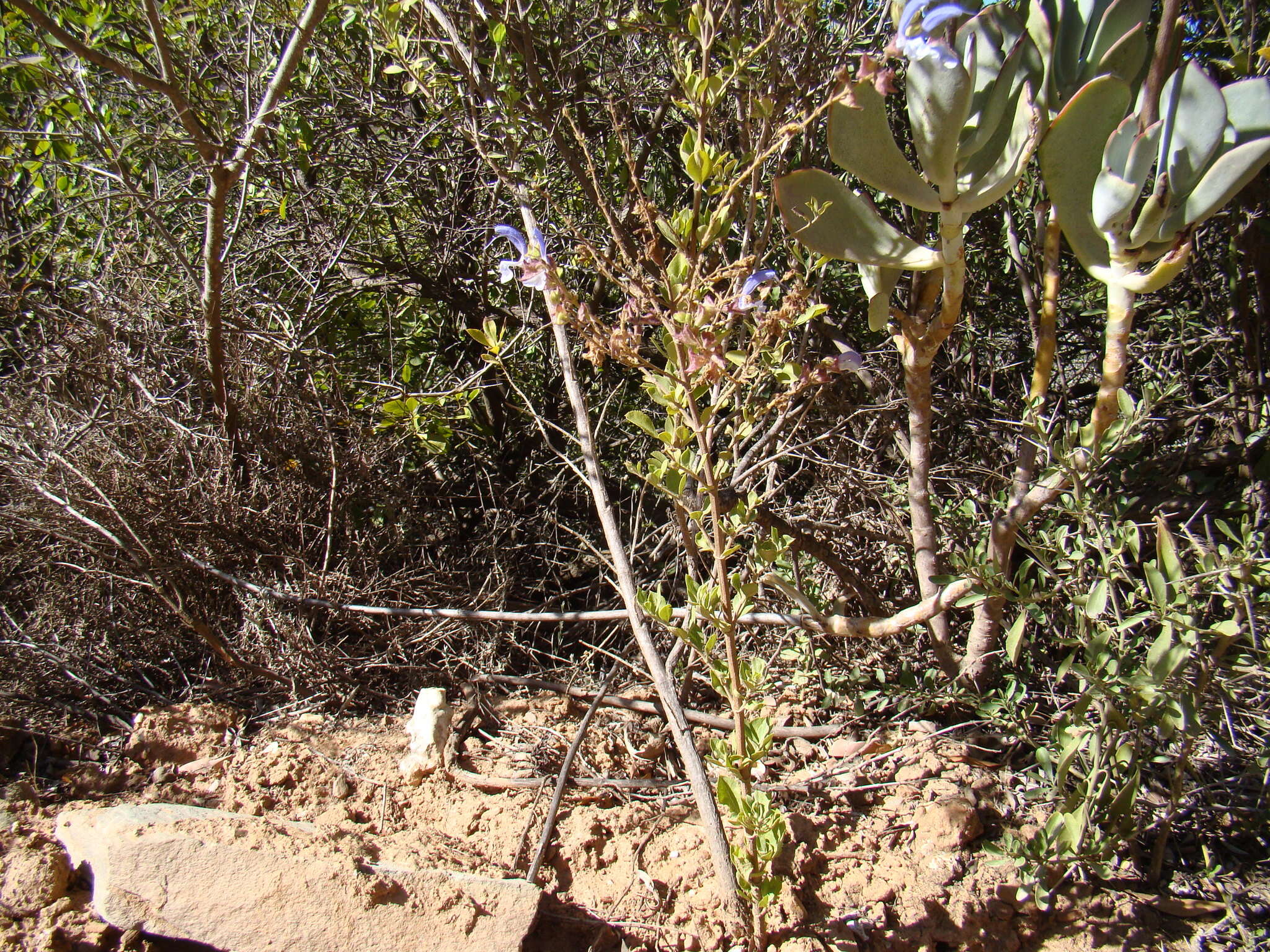 Image of False blue sage